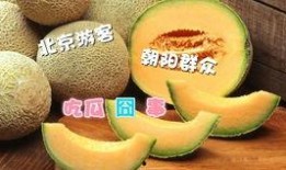 朝阳吃瓜网,揭秘娱乐圈最新热点，带你领略明星幕后故事